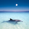 Дельфин на мелководье