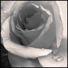 Аватарка - Белая Роза