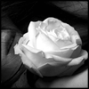 Аватарка - Роза на память