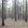 Голый лес