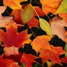 Аватарка - Разноцветные листья