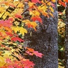 Листья и деревья