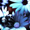 Аватарка - Бирюзовый цветы