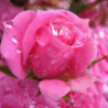 Блики на розе