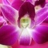 Аватарка - Орхидея