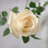 Аватарка - Белая роза