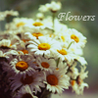 Аватарка - Flowers