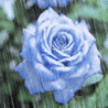 Аватарка - Blue rose