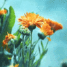 Аватарка - Оранжевые цветы