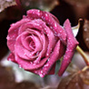 Аватарка - Розовая роза