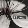 Аватарка - Spring flower