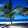 Пальма на морском пляже