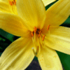 Желтая лилия