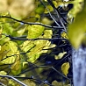 Желтенькие листья