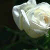 Аватарка - Белая роза