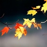 Осенние кленовые листья