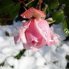 Аватарка - Роза на снегу