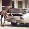 Девушка и Mustang