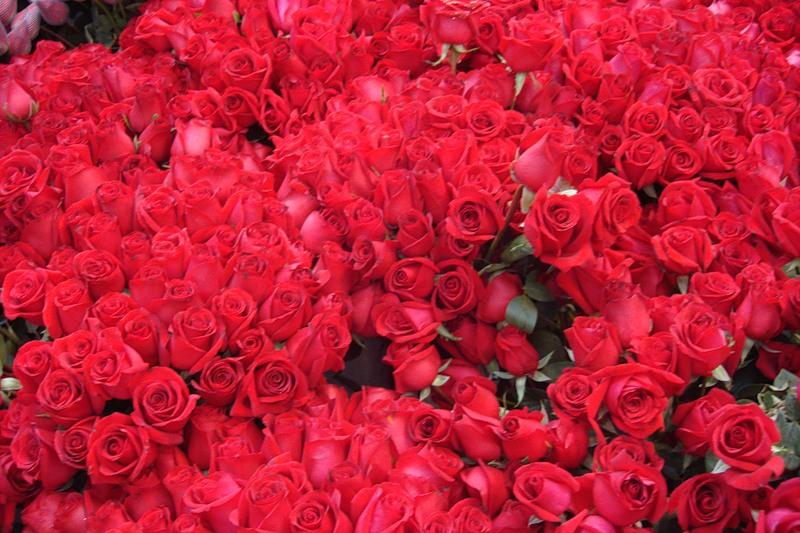 Магазин вокруг роз. Много роз. Миллион роз. Цветы много. Охапка роз.
