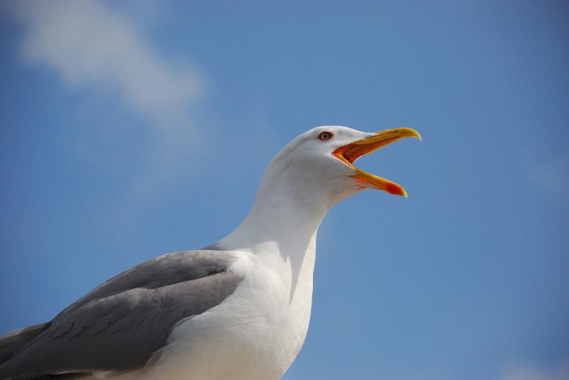Чайка кричит. Крик чайки. Крик чайки. Кричащая чайка. Чайка кричит.