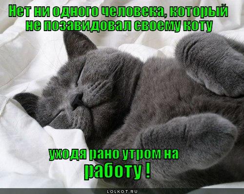 Доброе Утро Кошки Картинки С Надписями