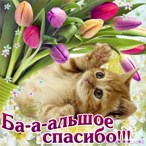зайкаzoobе спасибочки зайкаzoobе спасибочки