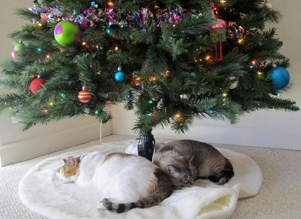 Les beaux sapins de Noël 3b944