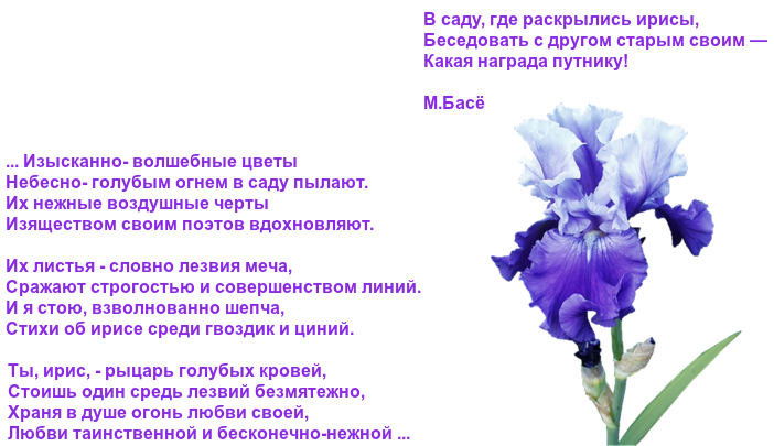 Отношения в ирисе. Стихотворение про цветок Ирис. Стихи про ирисы. Ирисы стихи короткие. Стих про ирисы цветы.