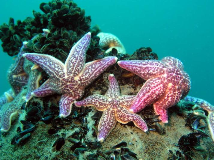 Морская звезда половое размножение. Asterias amurensis. Морская звезда. Амурская морская звезда. Беспозвоночных морская звезда.