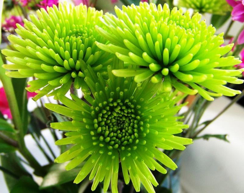 Название программы зеленый цветок. Зеленые цветы. Грин флауэрс. Хризантема сантини зеленая. Цветы зеленого цвета названия.