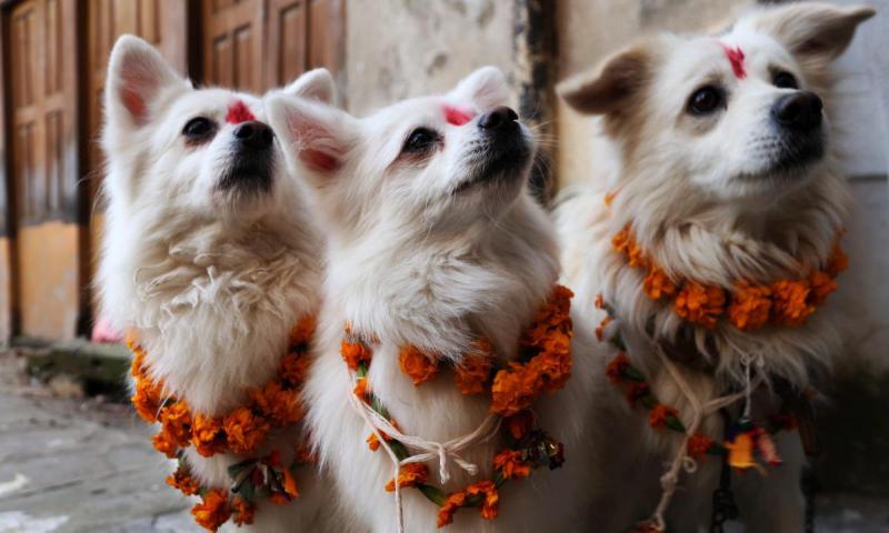У индуистов есть целый фестиваль, чтобы благодарить собак за верность и преданность 89e15
