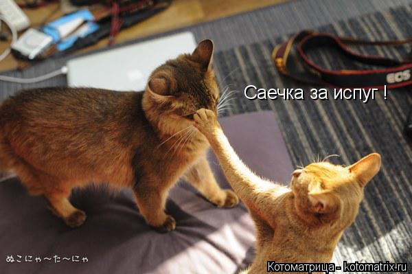 Что такое саечка за испуг. Саечка за испуг. саечка кошечка. саечку за испуг картинки. сейшельская кошка.