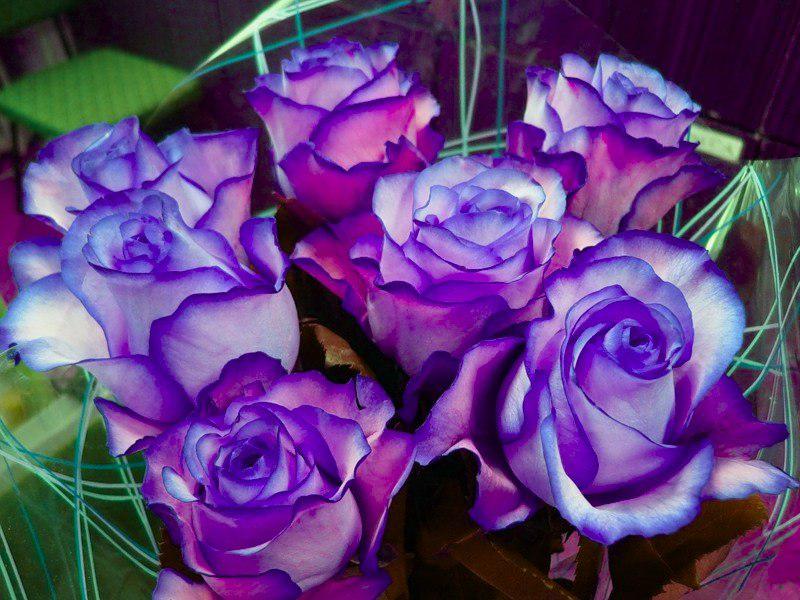 Белые розы фиолетовый. Фиолетовые розы. Фиолетовые розы букет.