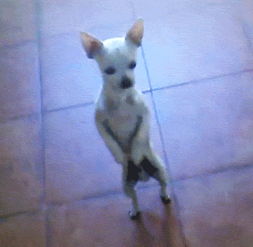 Танцующие собаки - В мире животных