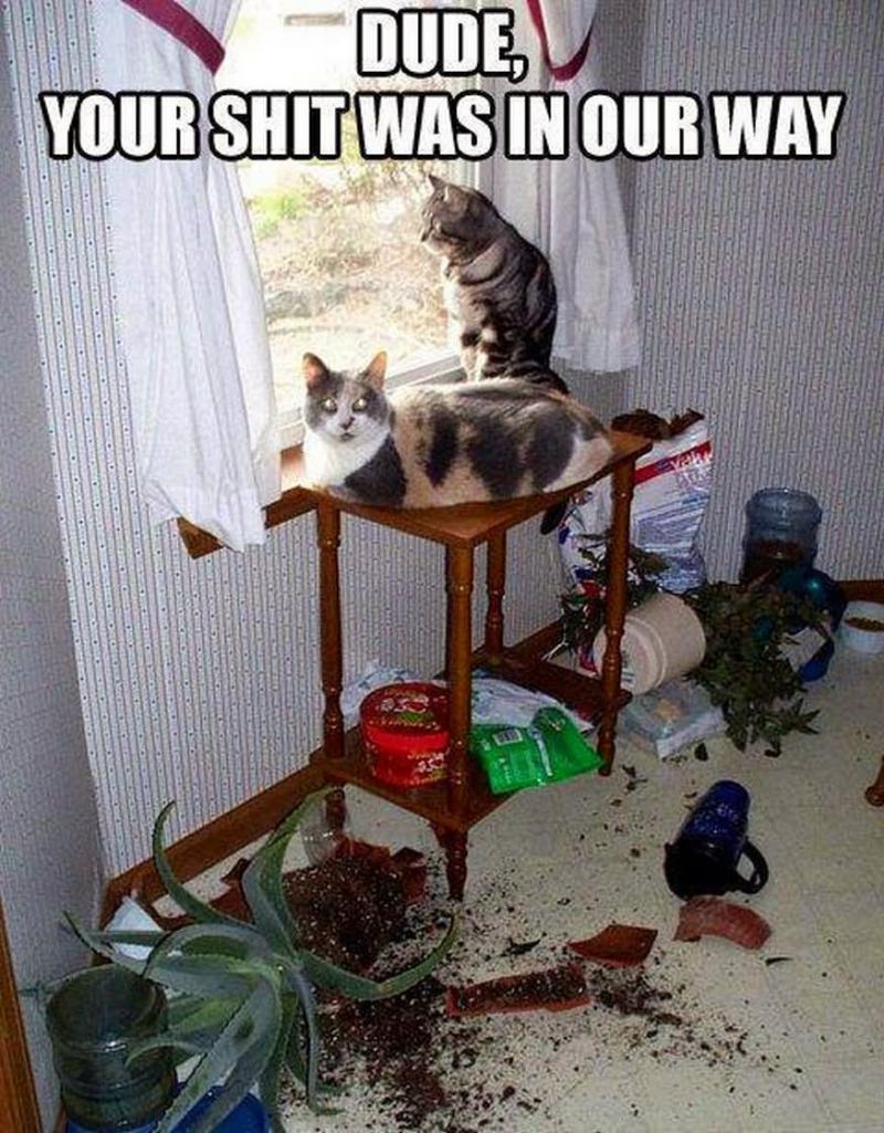 Коты хулиганы
