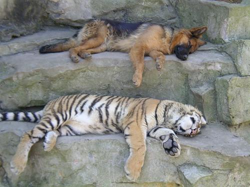 Тигр лошадь собака. Бык и тигр совместимость шутки. Тигр лошадь собака. Совместимость животных. Тигр лошадь собака.