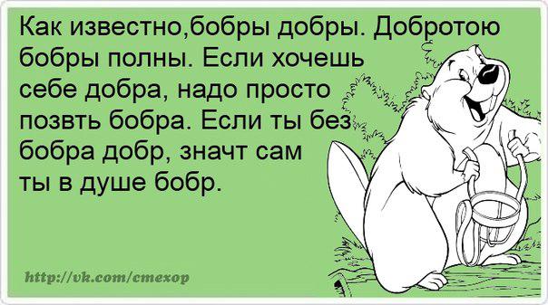 Одинаковых открыток, приколы про бобра картинки