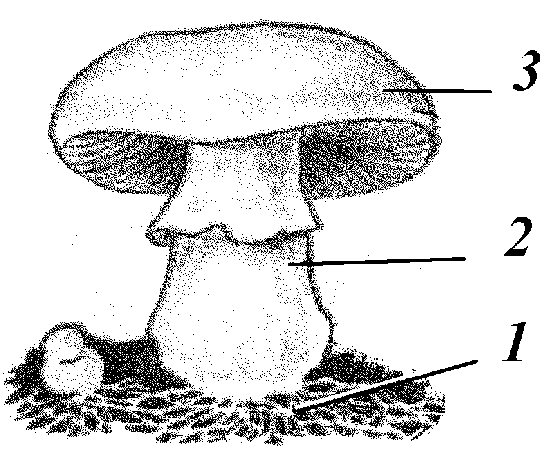 Тема гиб. Гриб строение шляпочного гриба. Строение шляпочного гриба строение. Строение шляпочного гриба 5 класс. Схема строения шляпочного гриба.