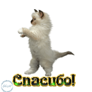 Спасибо двигающиеся картинки