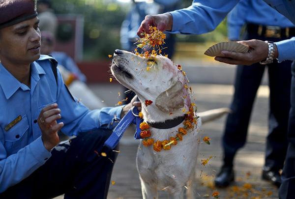 У индуистов есть целый фестиваль, чтобы благодарить собак за верность и преданность 66d94