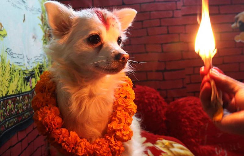 У индуистов есть целый фестиваль, чтобы благодарить собак за верность и преданность 77f76