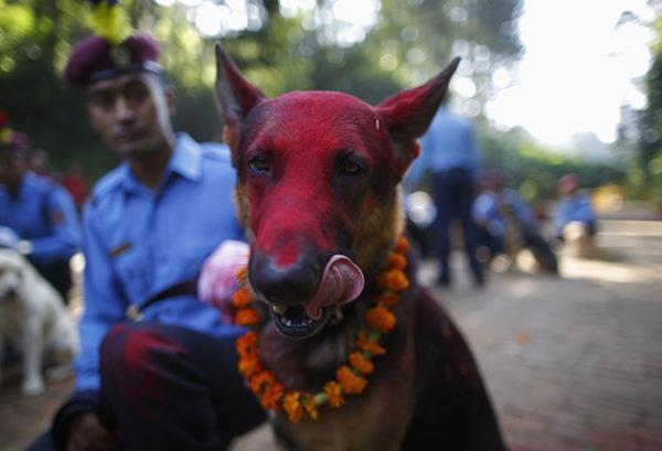 У индуистов есть целый фестиваль, чтобы благодарить собак за верность и преданность A8167