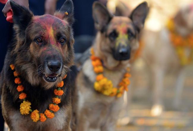 У индуистов есть целый фестиваль, чтобы благодарить собак за верность и преданность C8f4d