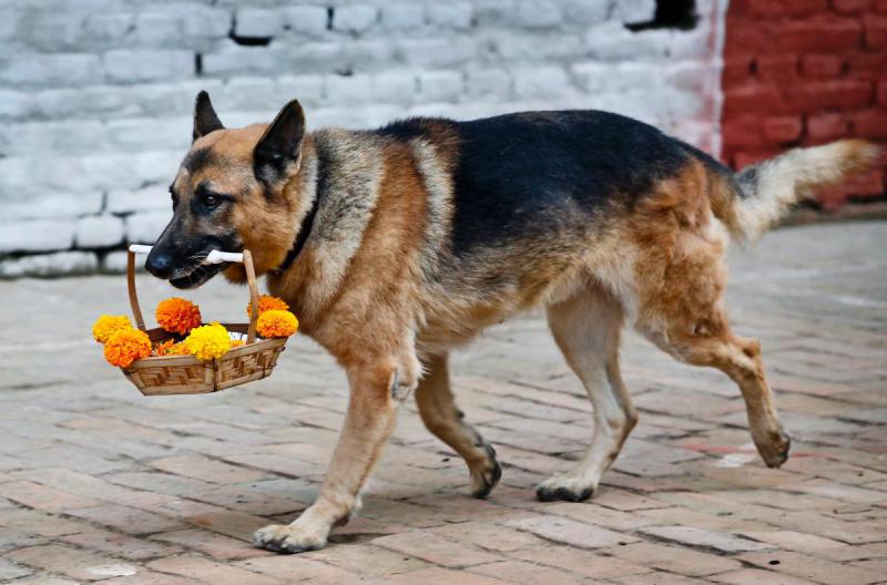 У индуистов есть целый фестиваль, чтобы благодарить собак за верность и преданность E806b