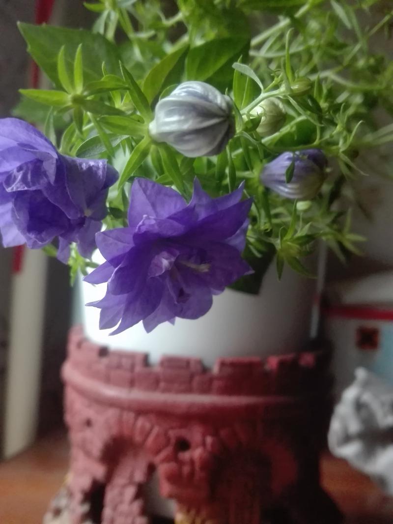 Кампанула черенки