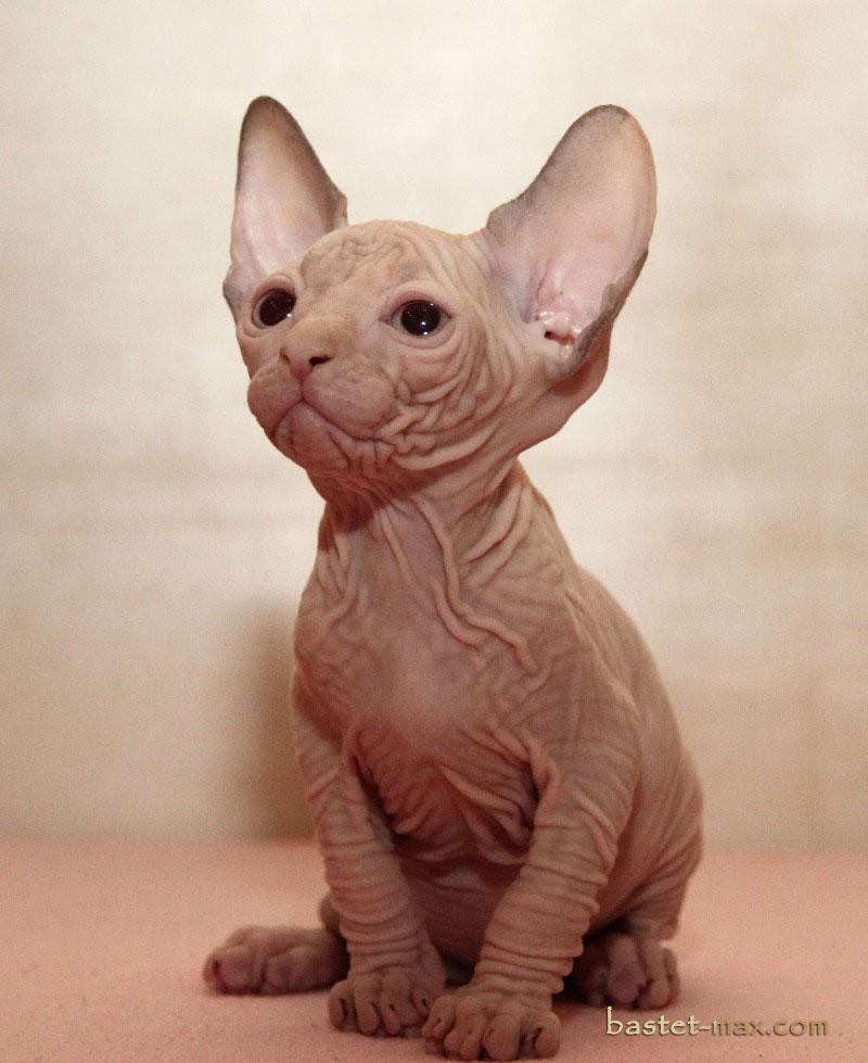 Как выглядит котенок сфинкс. Донской сфинкс. Как выглядит котенок сфинкс. Канадский сфинкс табби. Как выглядит котенок сфинкс.