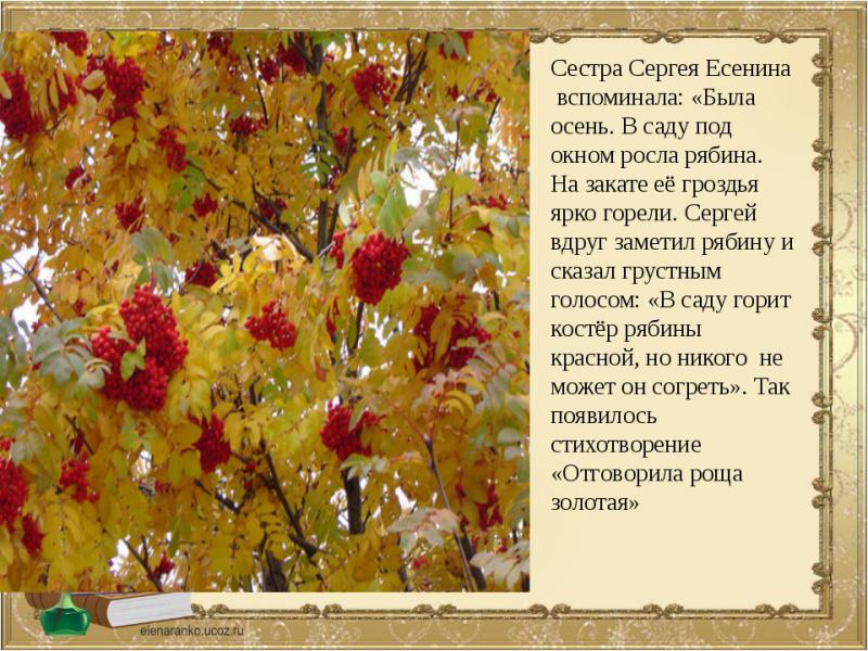 На лесных полянах ярко краснеют гроздья рябины и калины разобрать предложение