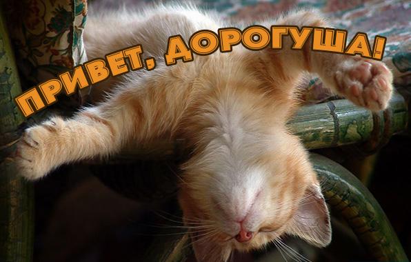 Что Такое Фото Привет