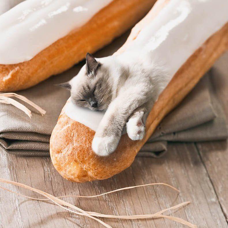 Котик булочка