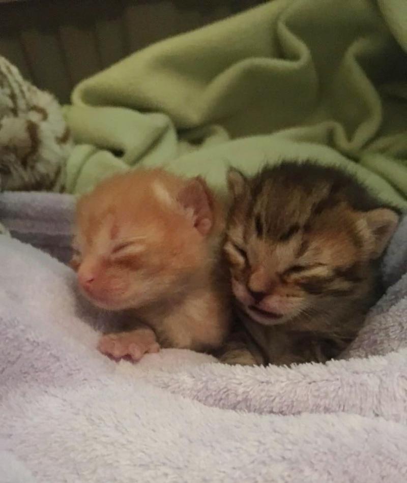 Недельные котята. Маленький несчастный котенок. Котенок не чувствует. Котенок не чувствует. Родившиеся котята мокрые.